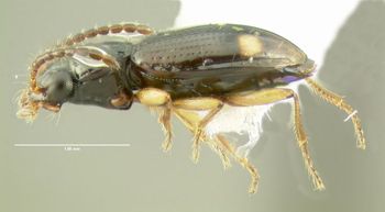 Media type: image;   Entomology 602197 Aspect: habitus lateral view